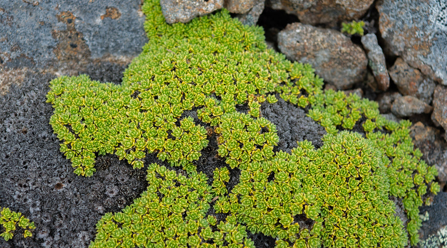 Nature Nerd Field Guides - Cushion Plants