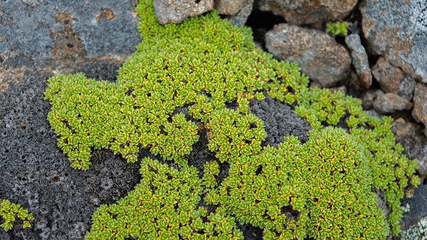Nature Nerd Field Guides - Cushion Plants
