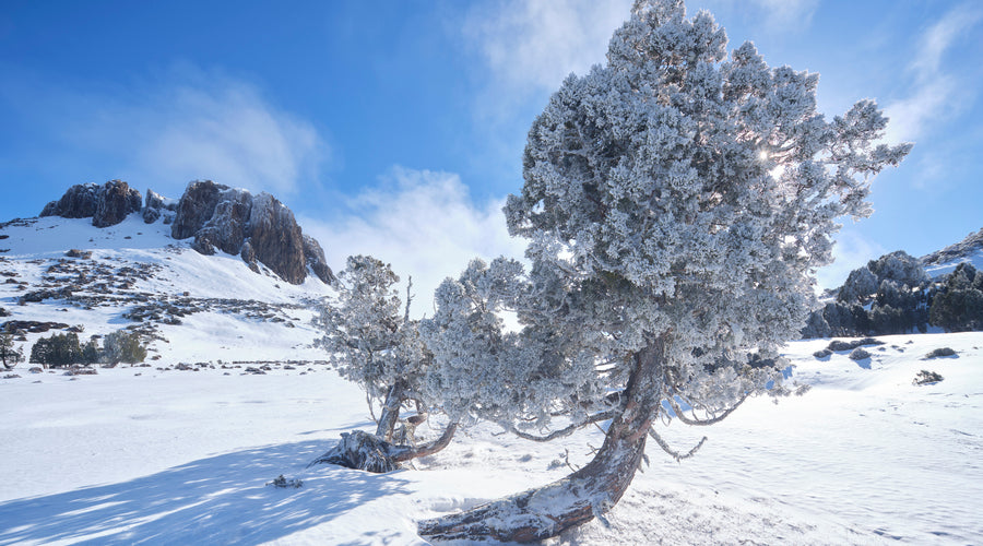Tasmanian Gondwana Film!