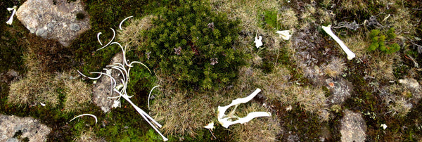 Winds of Change: The impacts of climate change on Tassie's beloved Kunanyi.