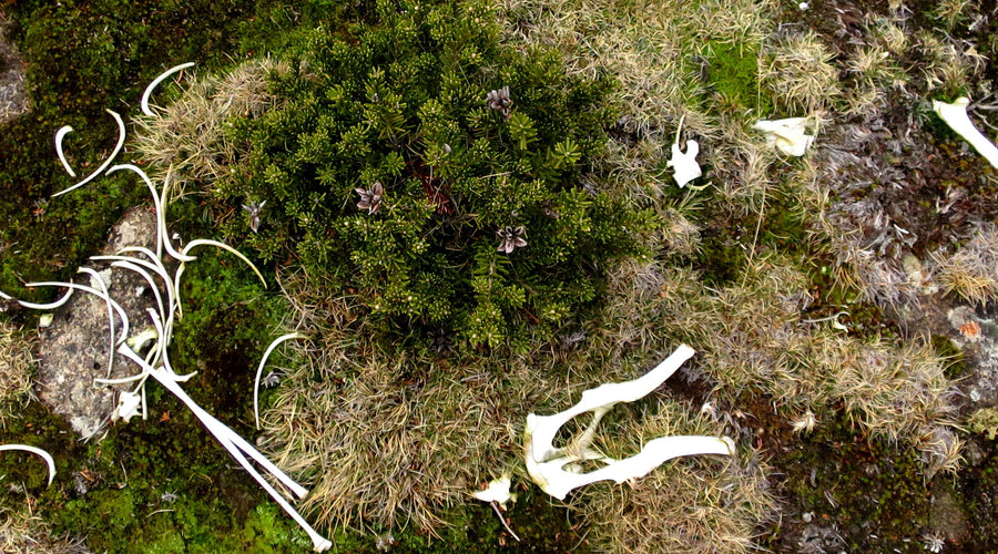 Winds of Change: The impacts of climate change on Tassie's beloved Kunanyi.