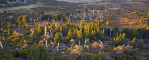 ...to learn of the pines, go to the pines.