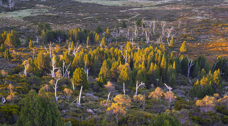 ...to learn of the pines, go to the pines.