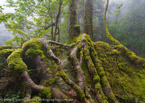 WILD LIGHT – A photographic walk through the wilderness with Grant Dixon