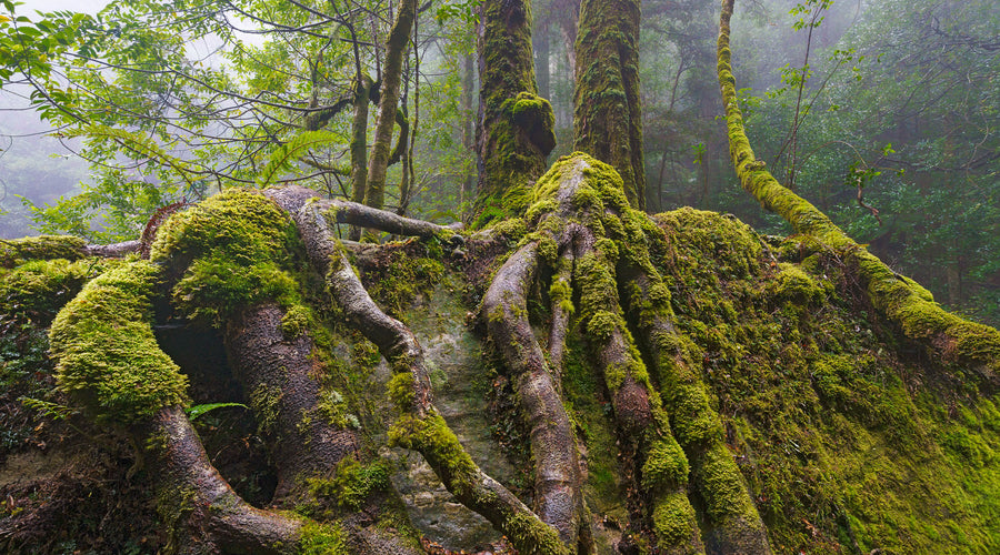 WILD LIGHT – A photographic walk through the wilderness with Grant Dixon
