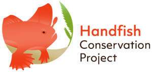 Handfish 