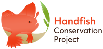 Handfish 