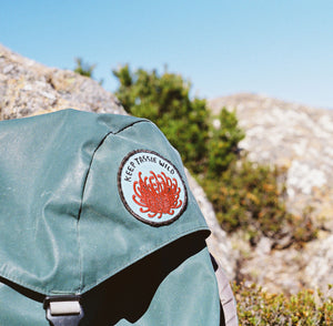 Waratah Patch