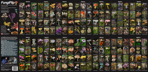 FungiFlip: A Pictorial Guide to Tasmanian Fungi