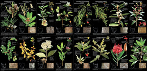 TreeFlip: Life-Sized Guide to the Trees of Tasmania